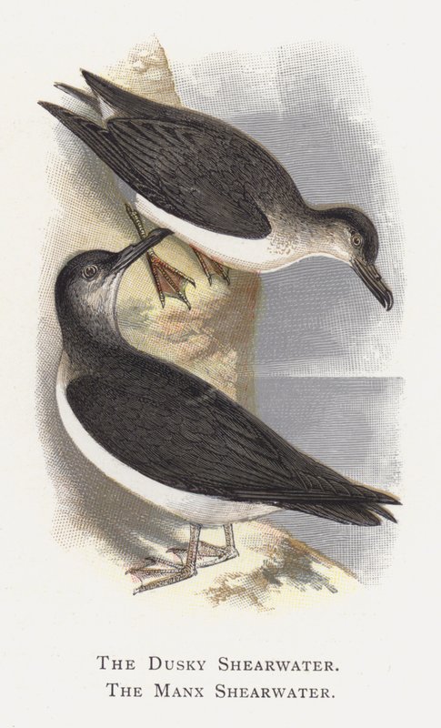 Der Dunkle Sturmtaucher, Der Manx-Sturmtaucher von Alexander Francis Lydon