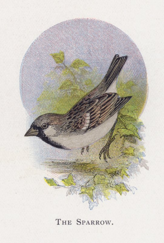 Der Spatz von Alexander Francis Lydon