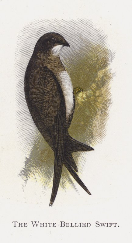 Der Weißbauchsegler von Alexander Francis Lydon