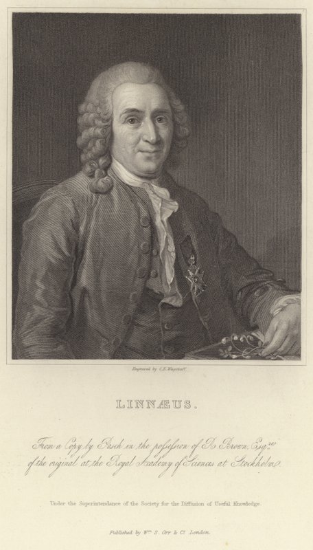 Linnaeus von Alexander Roslin