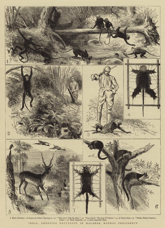 Indien, Jagdausflug in Malabar, Präsidentschaft Madras von Alfred W. Cooper