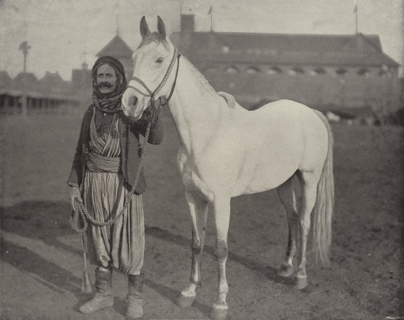 Das preisgekrönte Pferd der Beduinen von American Photographer