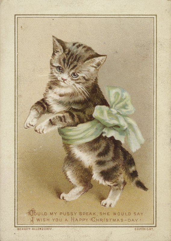 Katze trägt grüne Schleife von American School