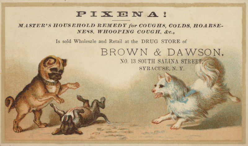 Hunde spielen zusammen von American School