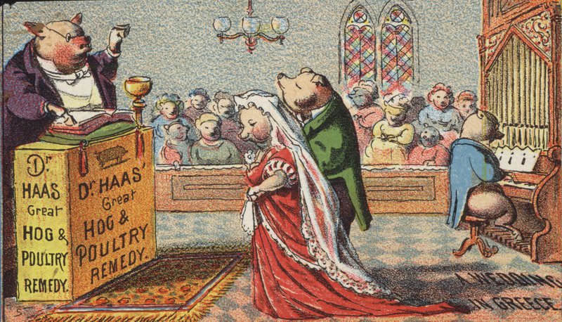 Schweine heiraten von American School