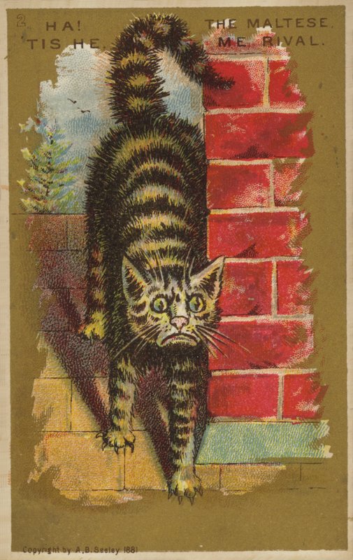 Verängstigte Katze! von American School