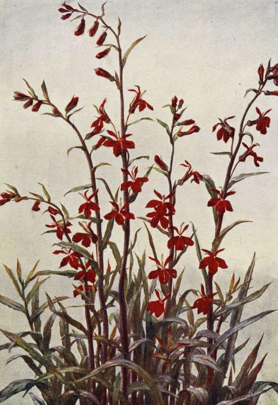 Lobelie Cardinals von Angelo Fairfax Muckley
