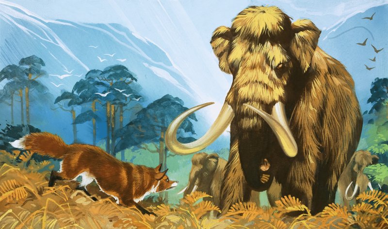 Fuchs greift Mammut an von Angus McBride