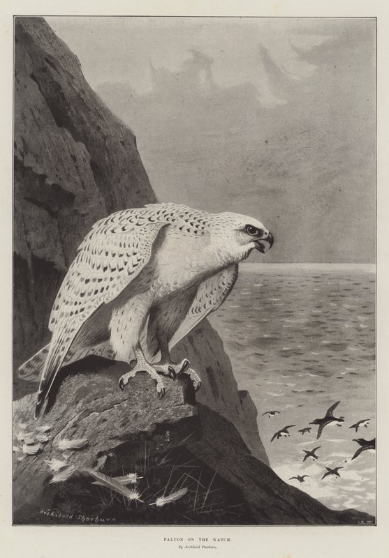 Falke auf der Wacht von Archibald Thorburn