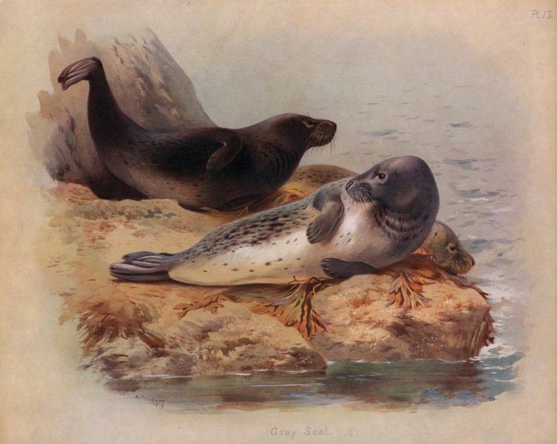 Kegelrobbe von Archibald Thorburn