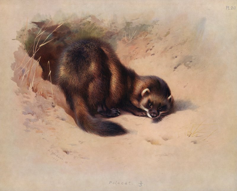 Iltis von Archibald Thorburn