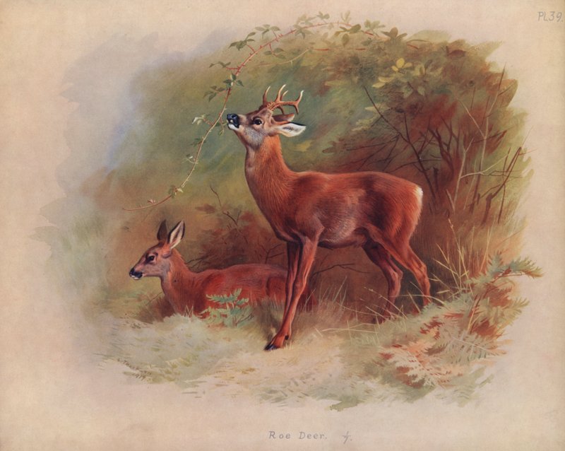 Reh von Archibald Thorburn