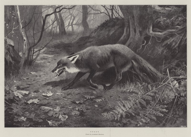 Erschöpft von Archibald Thorburn
