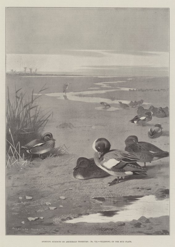Sportliche Motive, Wildvögel auf den Schlammbänken von Archibald Thorburn