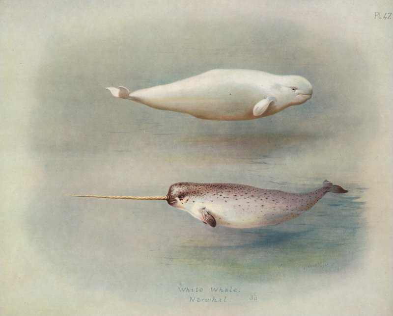 Weißwal, Narwal von Archibald Thorburn