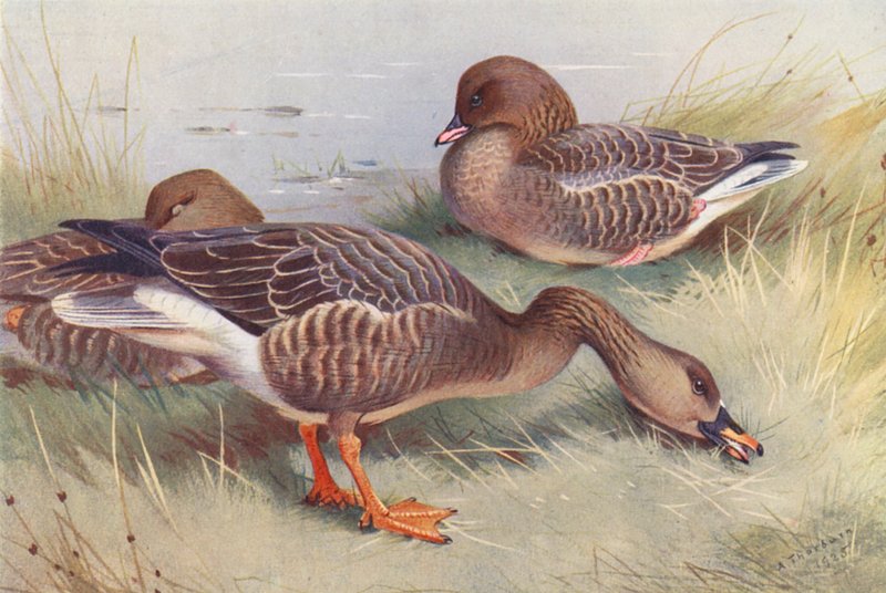 Saatgans, Kurzschnabelgans von Archibald Thorburn