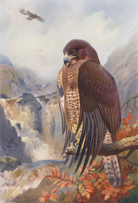 Mäusebussard von Archibald Thorburn