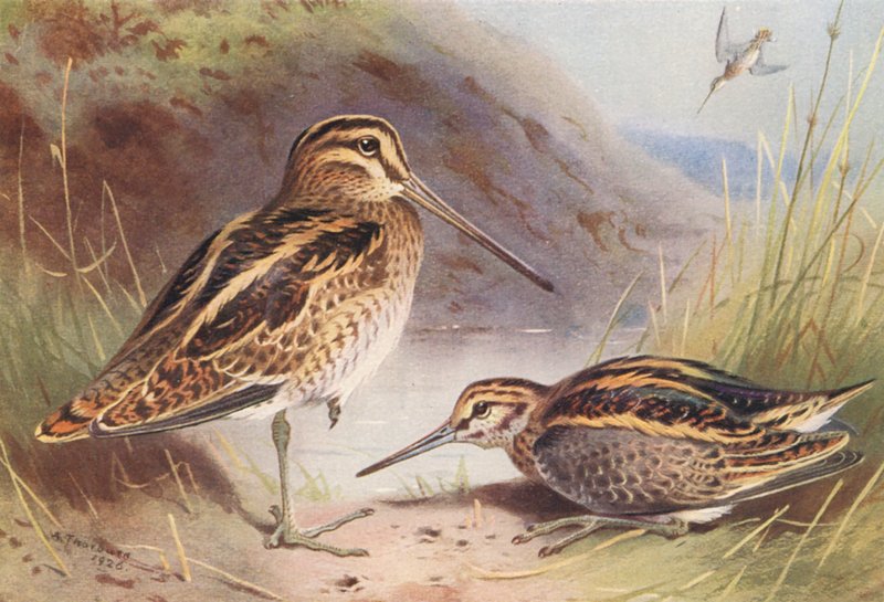 Bekassine, Zwergschnepfe von Archibald Thorburn