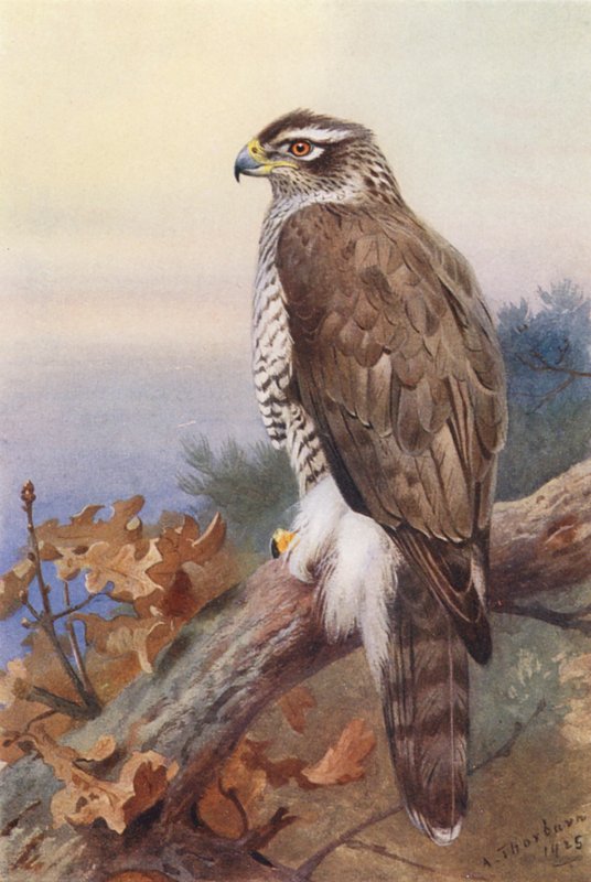 Habicht von Archibald Thorburn