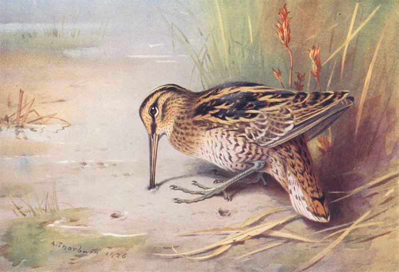 Doppelschnepfe von Archibald Thorburn