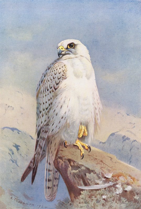 Grönlandfalke von Archibald Thorburn