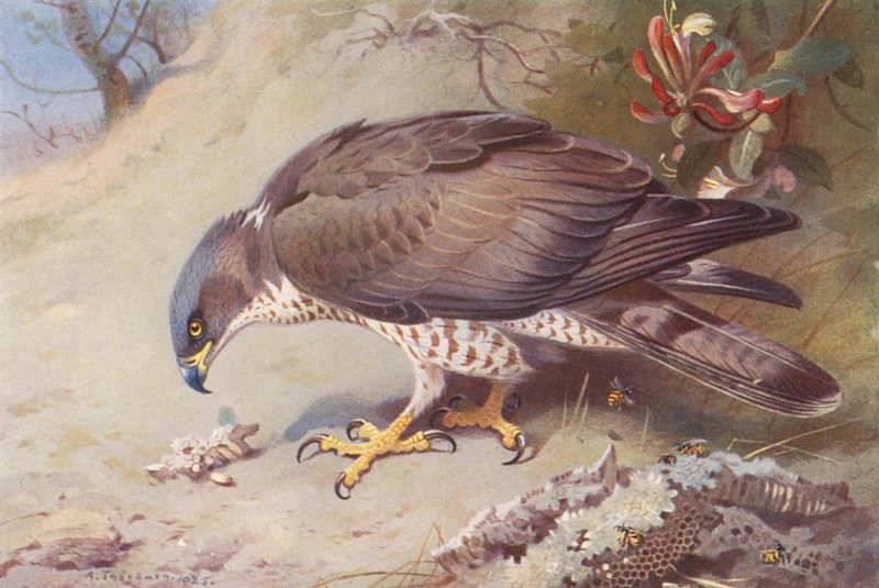 Wespenbussard von Archibald Thorburn
