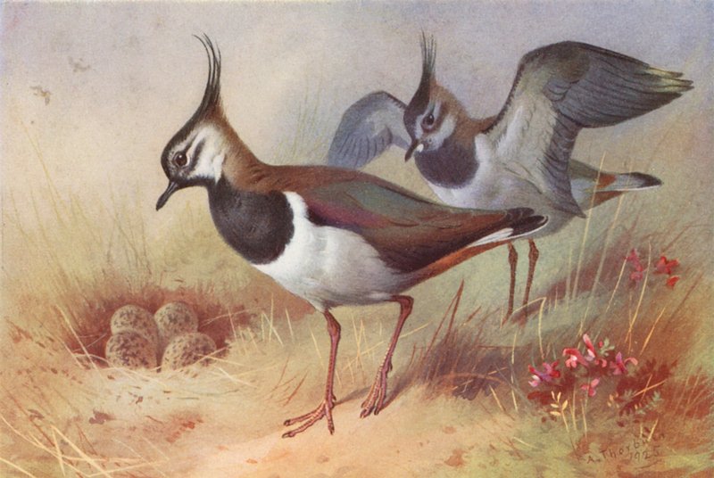 Kiebitz (männlich und weiblich) von Archibald Thorburn