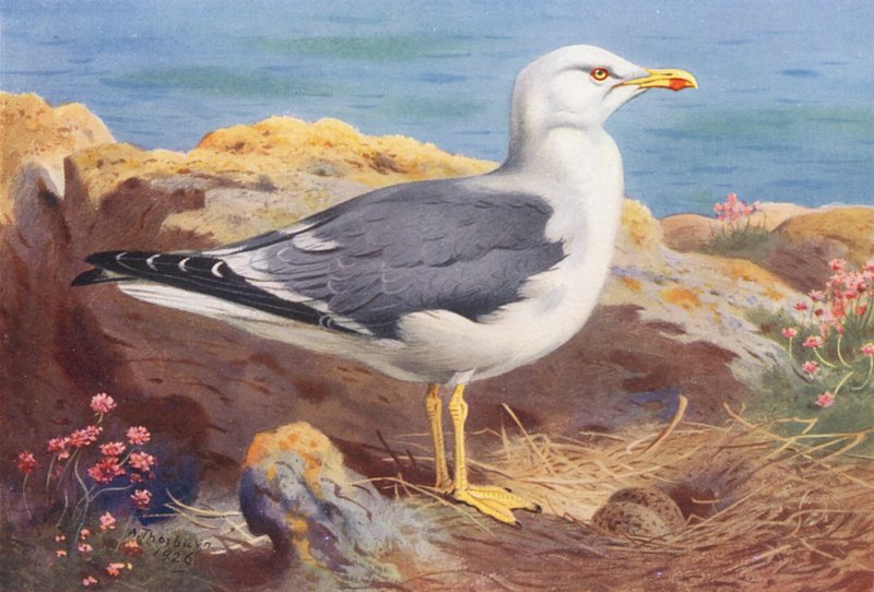 Mittelmeermöwe von Archibald Thorburn