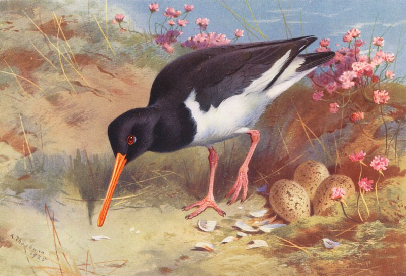 Austernfischer von Archibald Thorburn