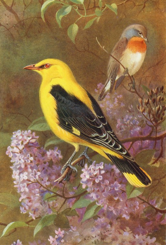 Zwergschnäpper, Pirol von Archibald Thorburn