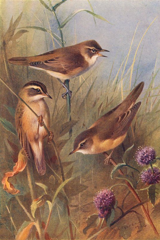 Rohrschwirl, Schilfrohrsänger, Sumpfrohrsänger von Archibald Thorburn