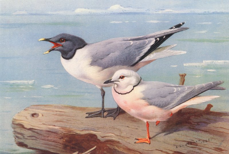 Sabinemöwe, Keilschwanzmöwe von Archibald Thorburn