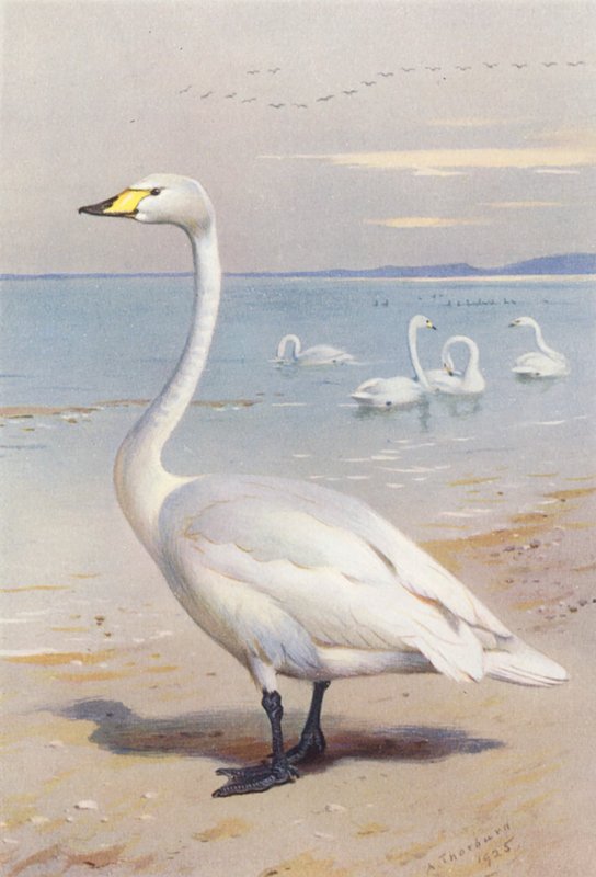 Singschwan von Archibald Thorburn