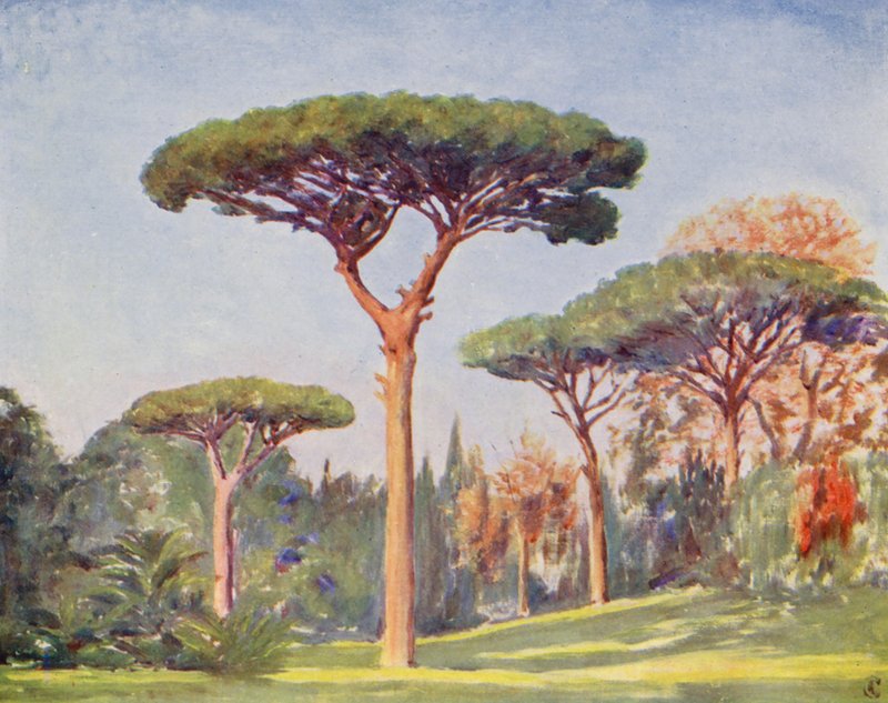 Felsen-Kiefern, Villa Floridiana von Augustine Fitzgerald