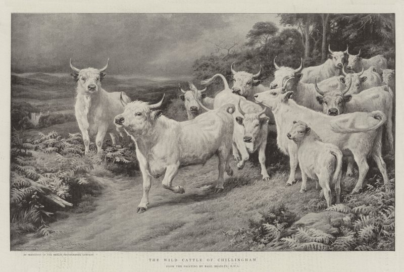 Das wilde Vieh von Chillingham von Basil Bradley