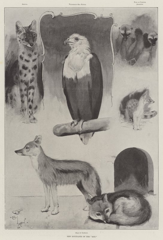 Neue Bewohner des Zoos von Cecil Charles Windsor Aldin