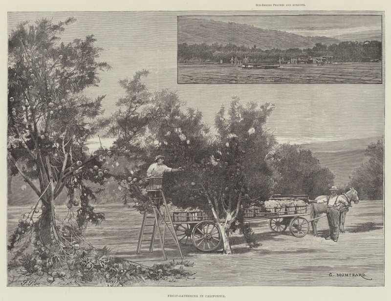 Obsternte in Kalifornien von Charles Auguste Loye