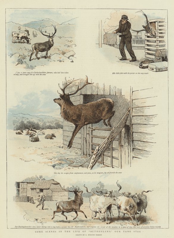 Einige Szenen aus dem Leben von Sutherland, unserem zahmen Hirsch von Charles Burton