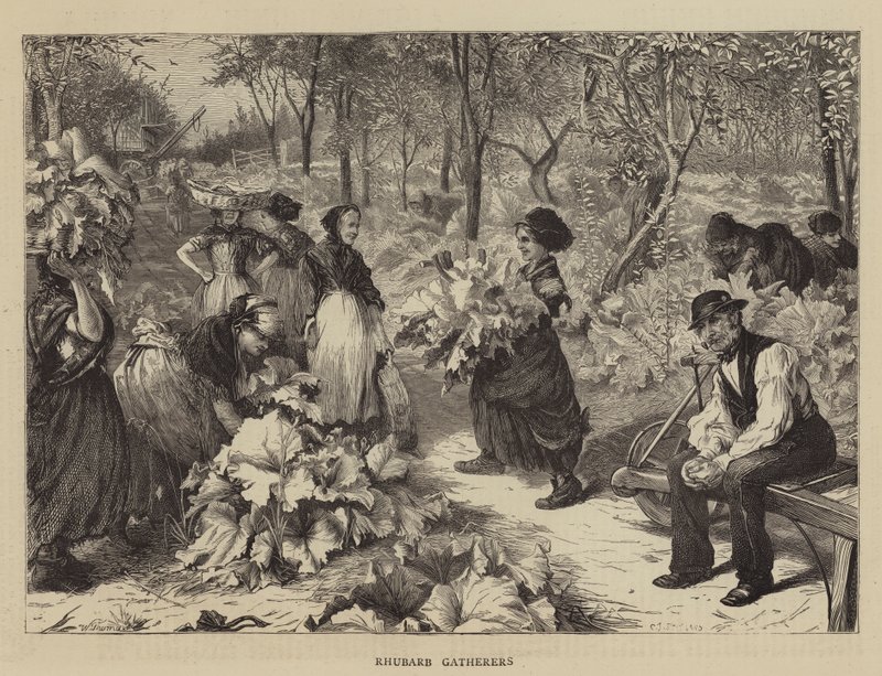 Rhabarbersammler von Charles J. Staniland