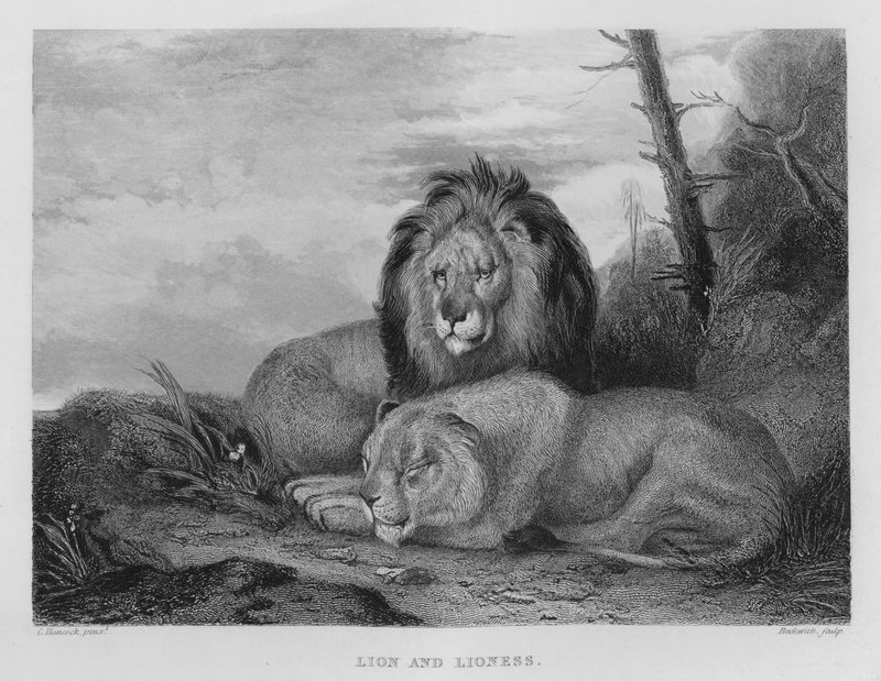 Löwe und Löwin von Charles (after) Hancock