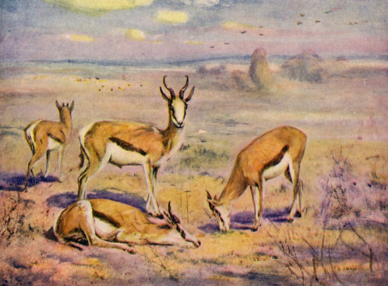 Im Zoo: Springböcke von Cuthbert Edmund Swan