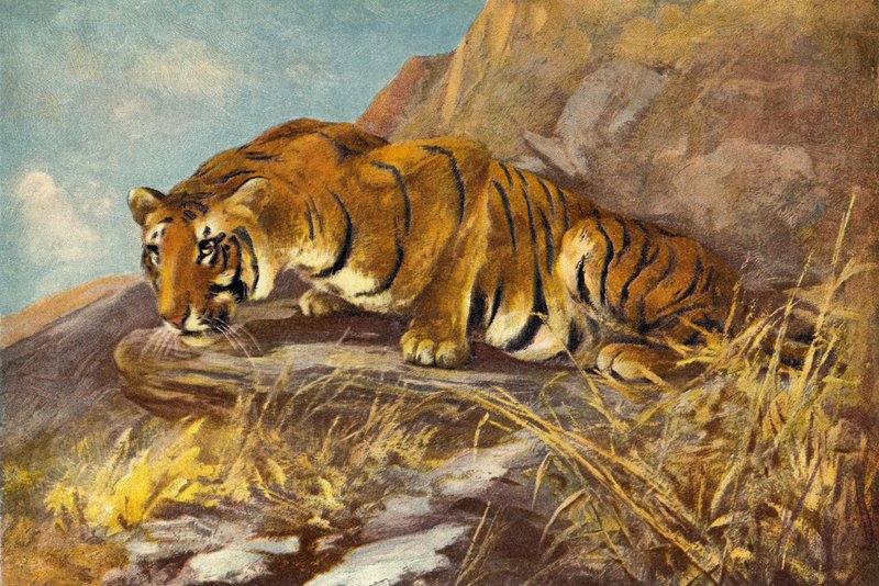 Warten auf seine nächste Mahlzeit von Cuthbert Edmund Swan