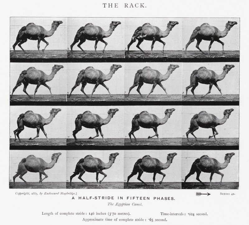 Der Galopp von Eadweard Muybridge