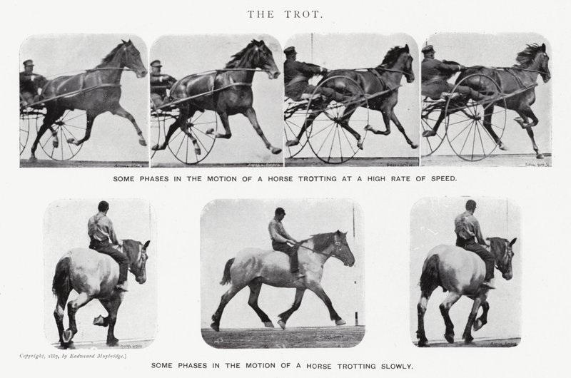 Eadweard Muybridge: Der Trab (s/w Foto) von Eadweard Muybridge