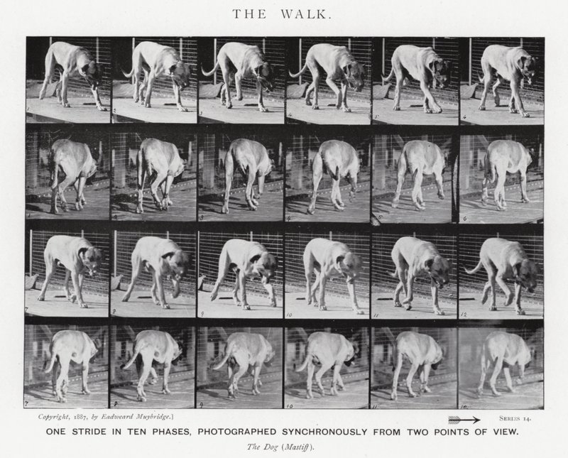 Der Spaziergang von Eadweard Muybridge