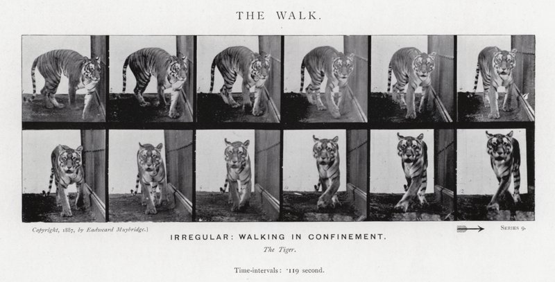 Eadweard Muybridge: Der Gang von Eadweard Muybridge