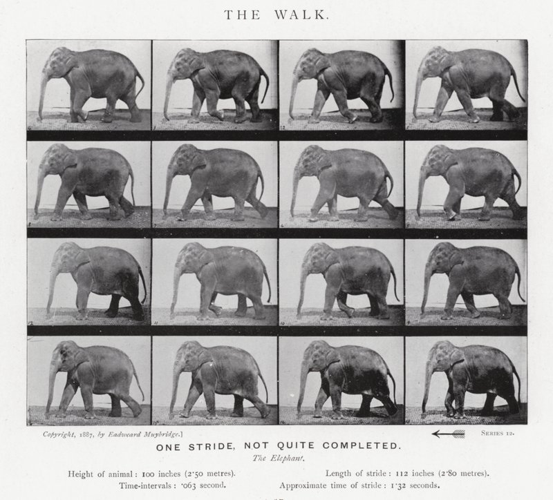 Eadweard Muybridge: Der Gang von Eadweard Muybridge