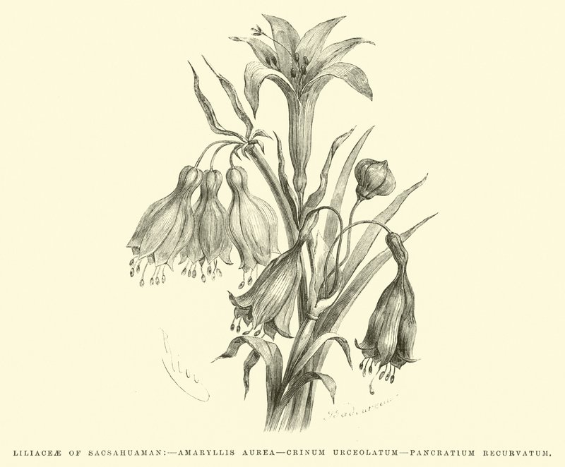 Liliaceae von Sacsahuaman, Amaryllis aurea, Crinum urceolatum, Pancratium recurvatum von Edouard Riou