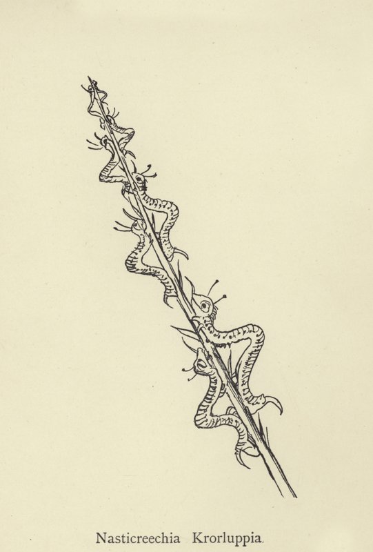 Nasticreechia Krorluppia von Edward Lear