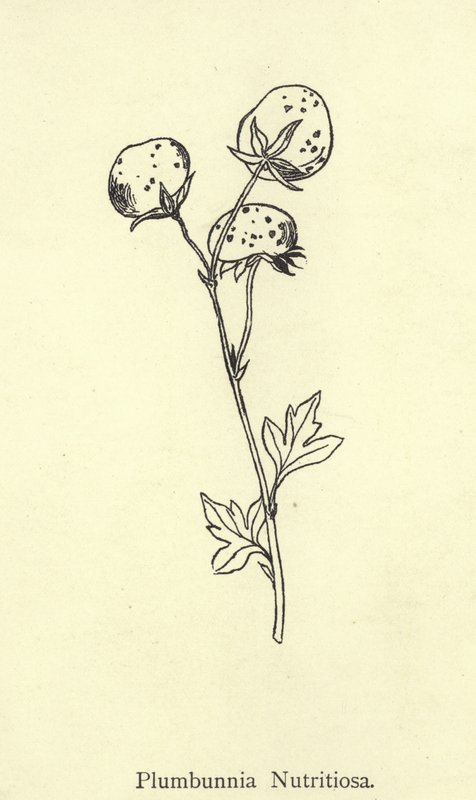 Plumbunnia Nutritiosa von Edward Lear